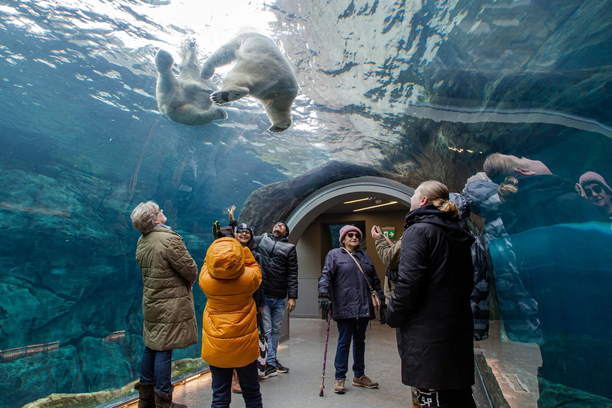 Journeys Through the Zoo