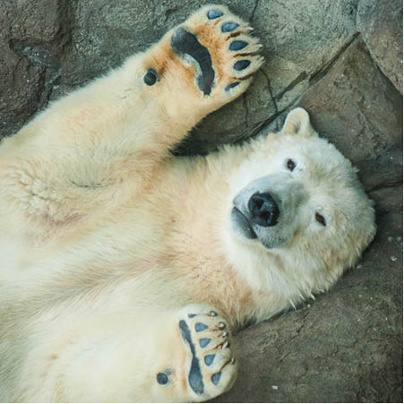 zoo polar bear